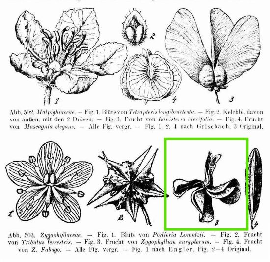 Zygophyllum eurypterum